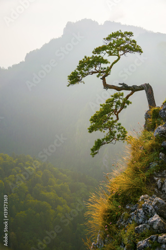 Fototapeta Naklejka Na Ścianę i Meble -  Famous curved pine tree on the top of Sokolica peak in Pieniny, Poland