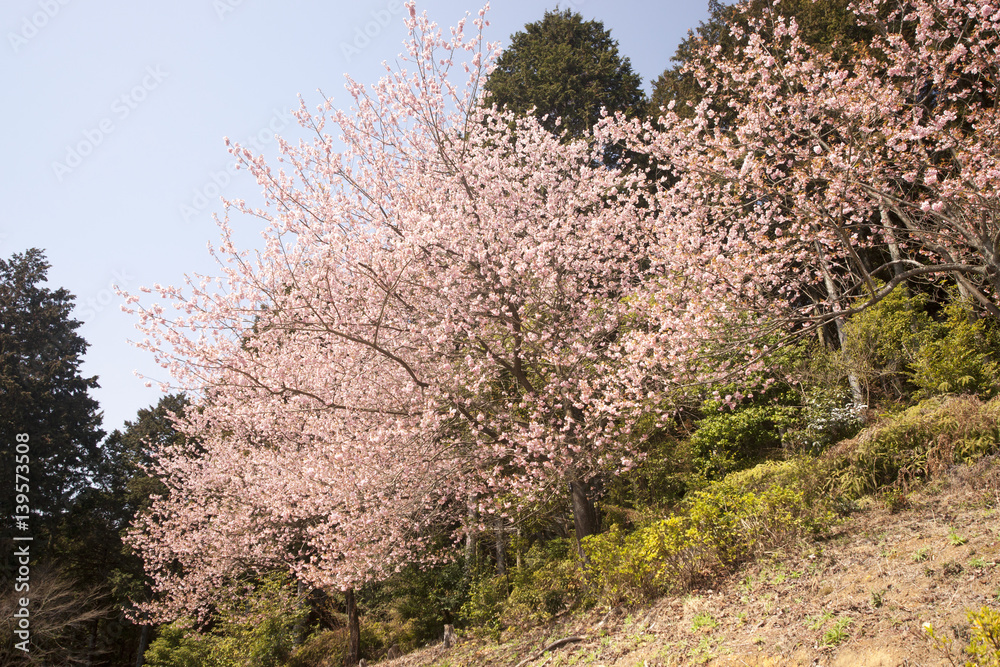 梅花爛漫