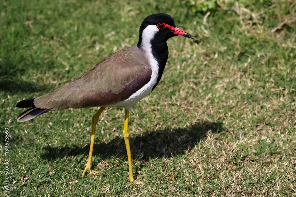 Obraz premium Front view of a Red wattled lapwing, facing, Ranthambore National Park, India