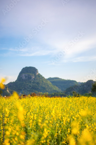 beautiful sunhemp flower with blurry mountain background