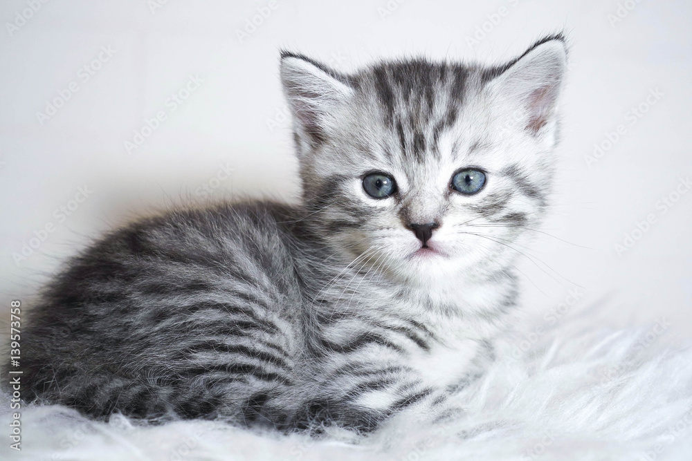 Striped kitten lying. Kitten with blue eyes