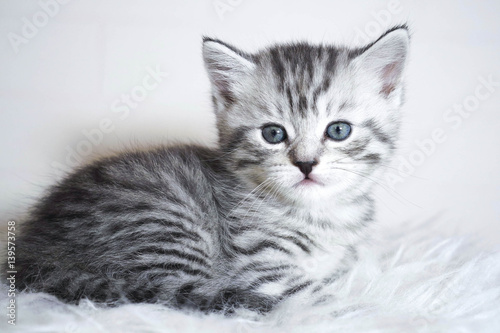 Striped kitten lying. Kitten with blue eyes © alinamaksimova