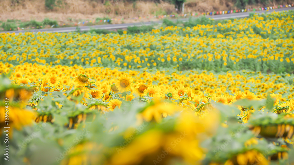 Fototapeta premium Sunflower blossom pattern