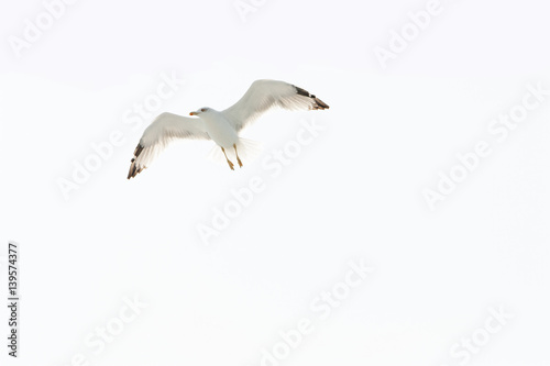 Big white gull wings spread flying in the sky, white background, space for text