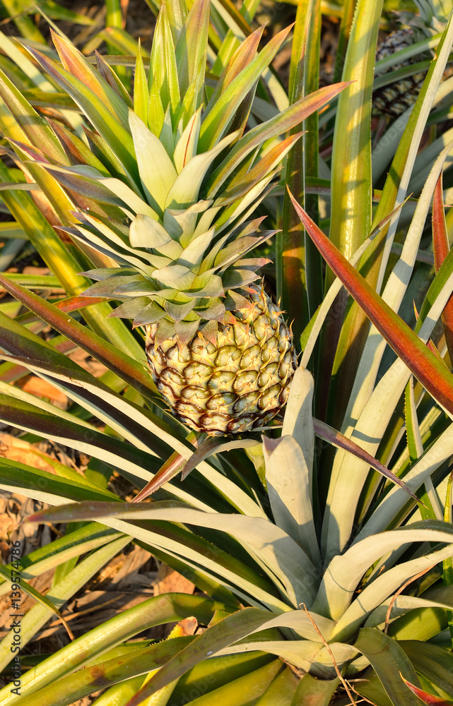 Fototapeta premium pineapple in a field