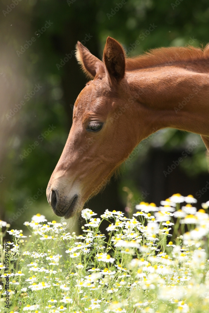 Fototapeta premium Fohlen riecht an Blumen