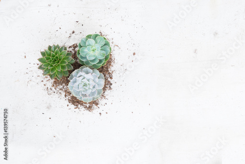 Fototapeta Naklejka Na Ścianę i Meble -  Succulent growing plants on white wooden background with copy space
