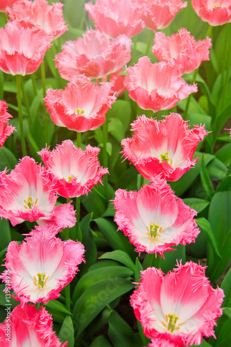 Pink tulips and sunshine.