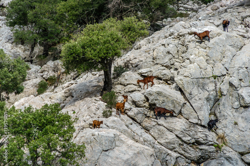 Goats grazing on a rocky mountain side