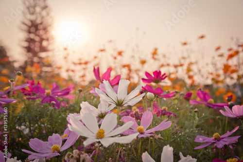 field of cosmos flower blooming in sunset