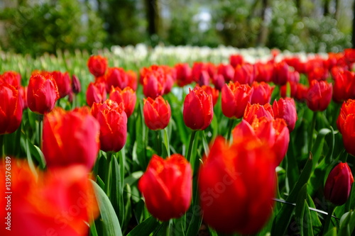 Rote bl  hende Tulpen