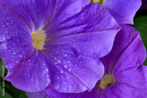 Closeup of beautiful purple Petunia.