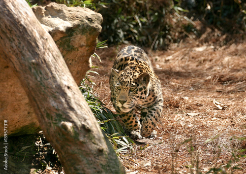 Jaguar