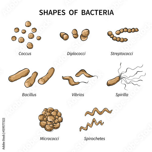 Poster shapes of bacteria on white background. Vector illustration