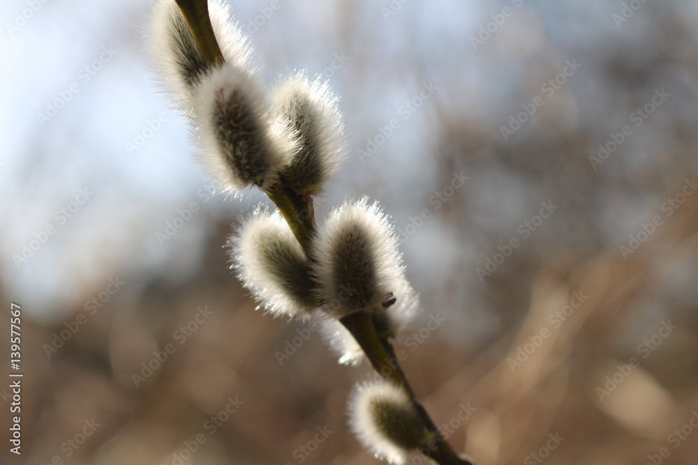 Willow catkins in spring sunshine Willow catkins in spring sunshine