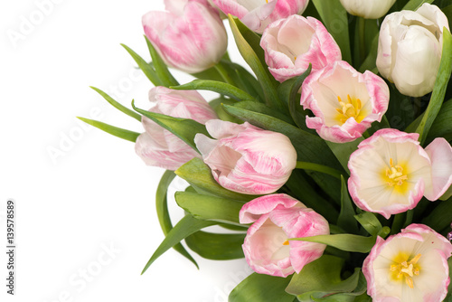 Tender pink tulips over white background, with copy space © paffy