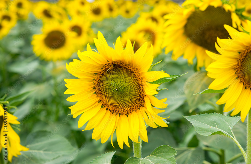 sunflowers