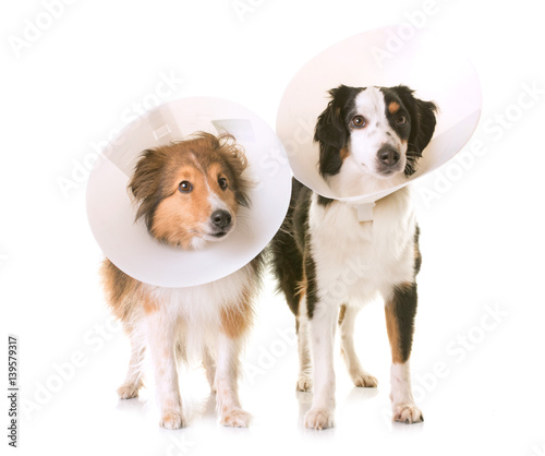 two dogs and protective collar
