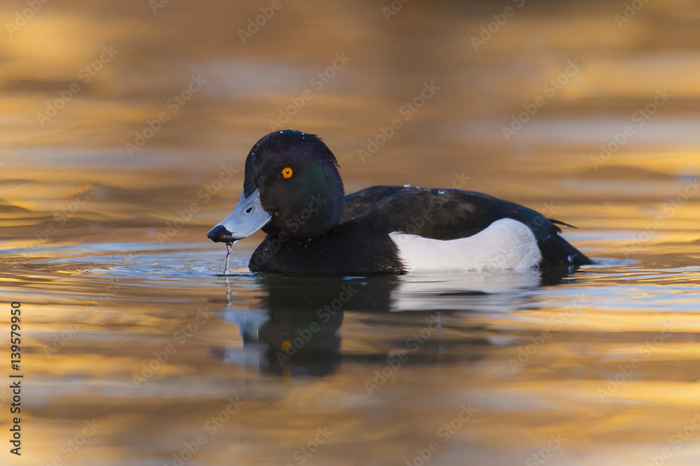 Fototapeta premium Tufted duck Aythya fuligula - adult drake