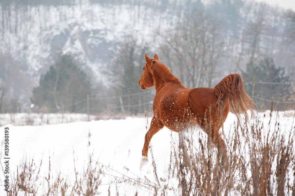 Nice chestnut horse running in winter Nice chestnut horse running in winter