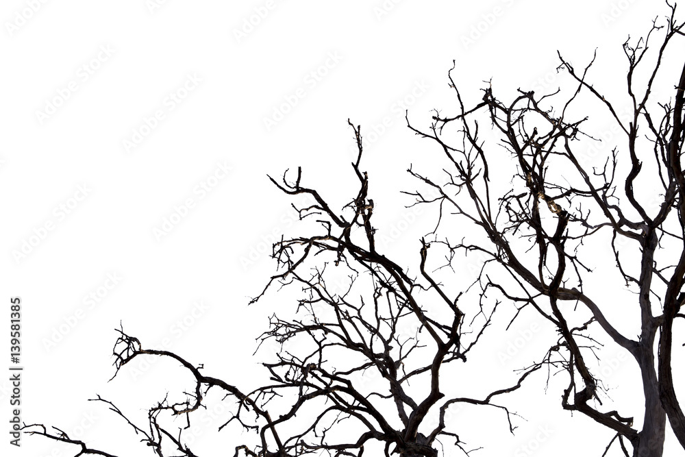 Obraz premium Dead branches , Silhouette dead tree or dry tree on white background with clipping path.