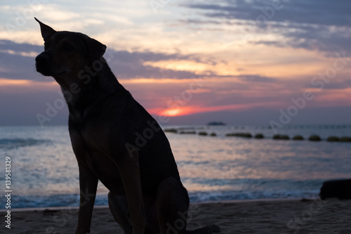 silhouette dog on the beach