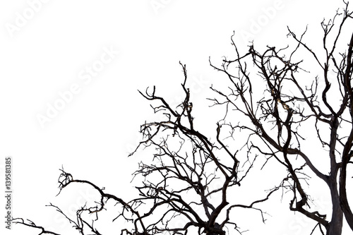 Dead branches   Silhouette dead tree or dry tree on white background with clipping path.