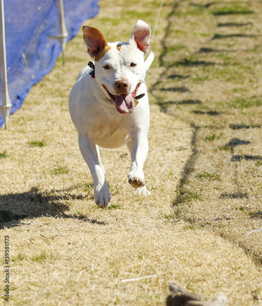 Happy white pitbull terrier playing on a lure course at the park