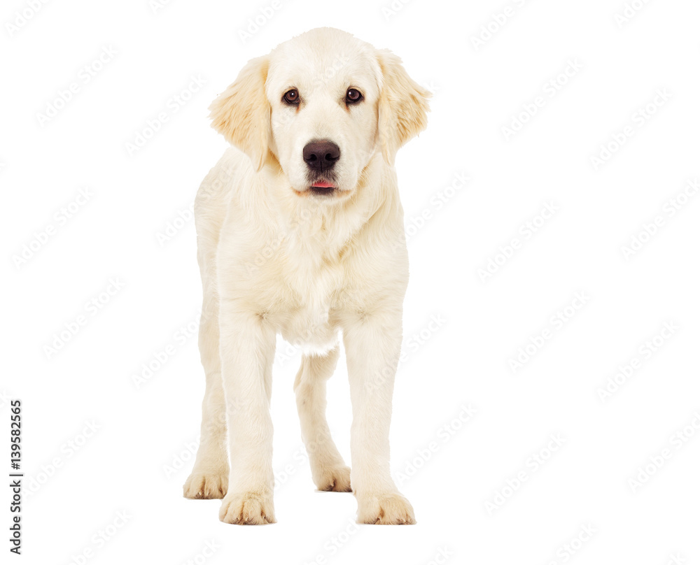 Golden Retriever looking