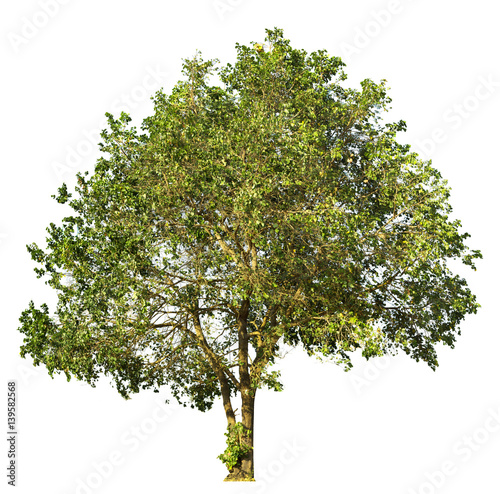 Bauhinia malabarica roxb leaf isolated white background,Bauhinia malabarica roxb,tree isolated white background photo