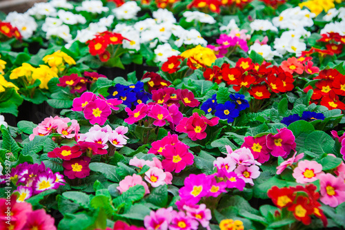Fototapeta Naklejka Na Ścianę i Meble -  Rows of colorful primulas in a greenhouse