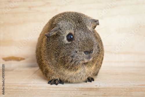 Junges Agouti Meerschweinchen (Glatthaar)