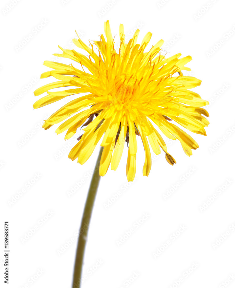 Fototapeta premium Dandelion flower isolated on white background