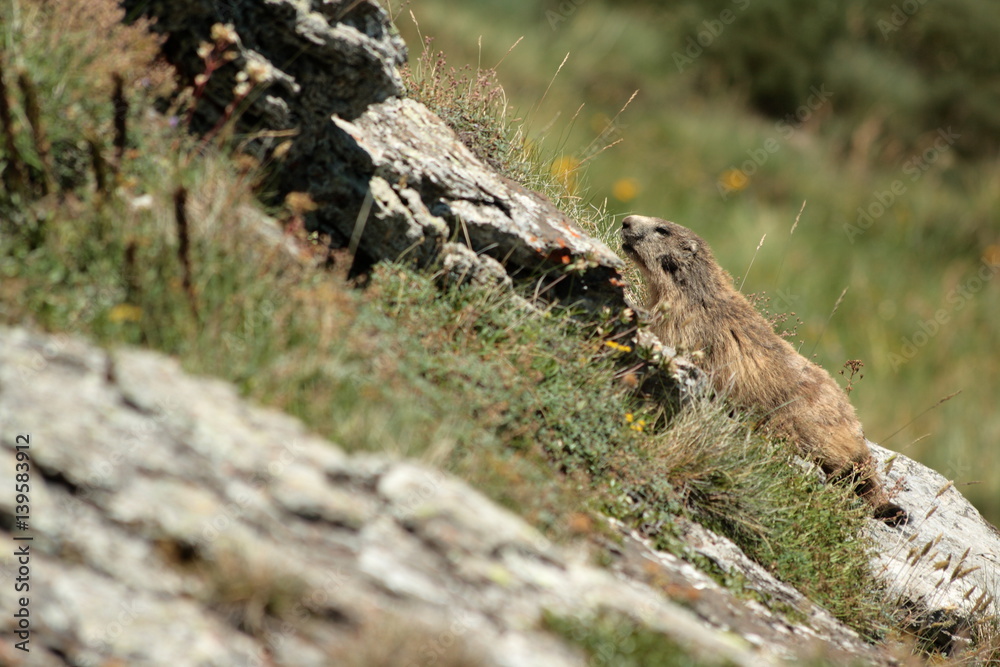 Marmotte dans les Pyrénées Marmotte dans les Pyrénées