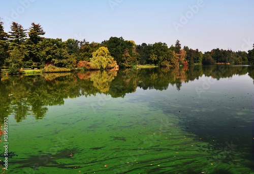 An european pond covered a lot of cyanobacteria,green biofilm grows on the water photo