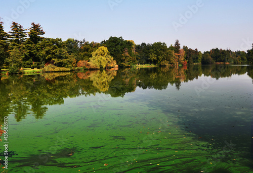 An european pond covered a lot of cyanobacteria,green biofilm grows on the water