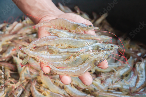 Condition monitoring of white shrimp in the ice bucket.