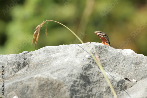 Lézard des murailles sur une roche © arenysam