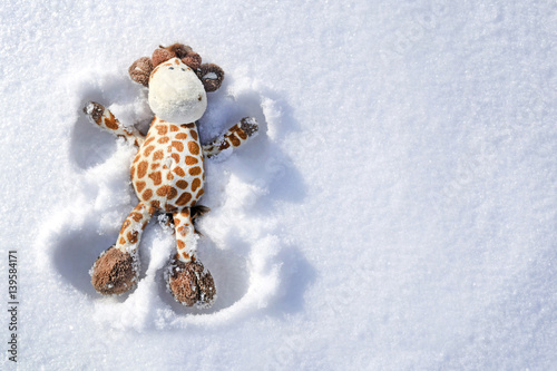 Photography giraffe in the snow