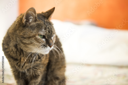 Wallpaper Mural Cat at home Torontodigital.ca