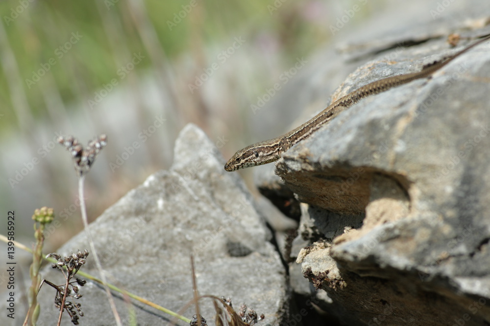 Lézard des murailles sur une roche Lézard des murailles sur une roche