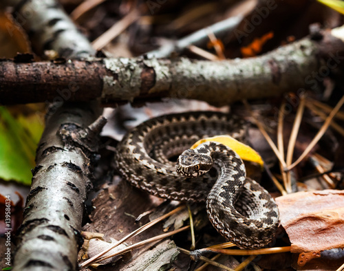 European adder Vipera berus pattern. Italian meadow viper Vipera ursinii ursinii Viper snake with gray coloring on the leaves in the forest. Macro photo photo
