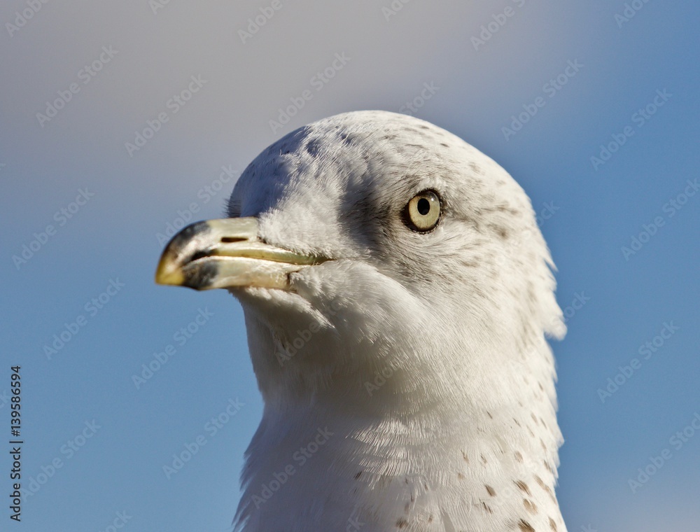 Amazing photo of a cute beautiful gull Amazing photo of a cute beautiful gull