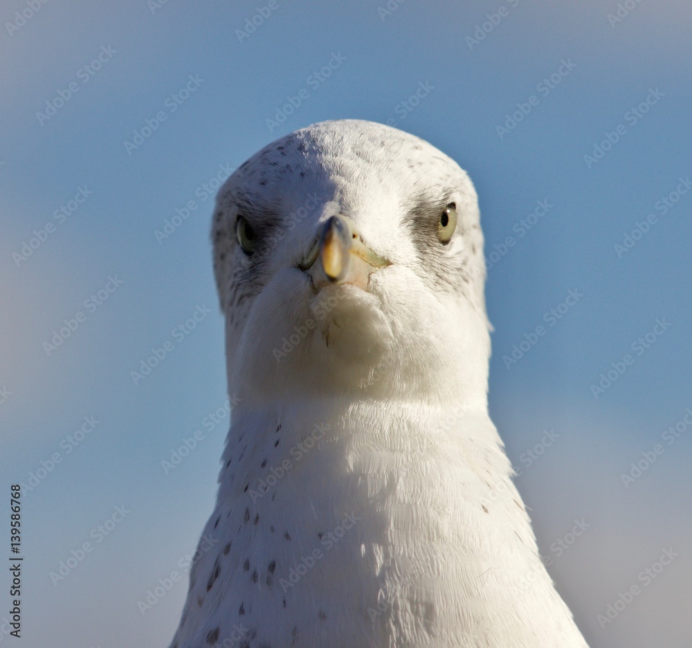 Hillarious isolated photo of a gull Hillarious isolated photo of a gull