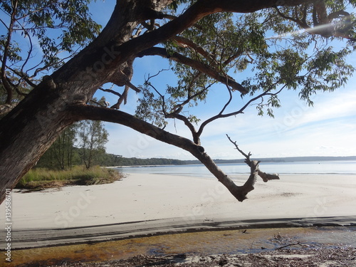 Arbre sur la plage