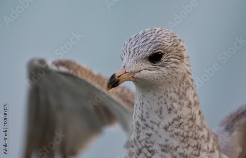 Beautiful photo of a cute gull with the wings opened