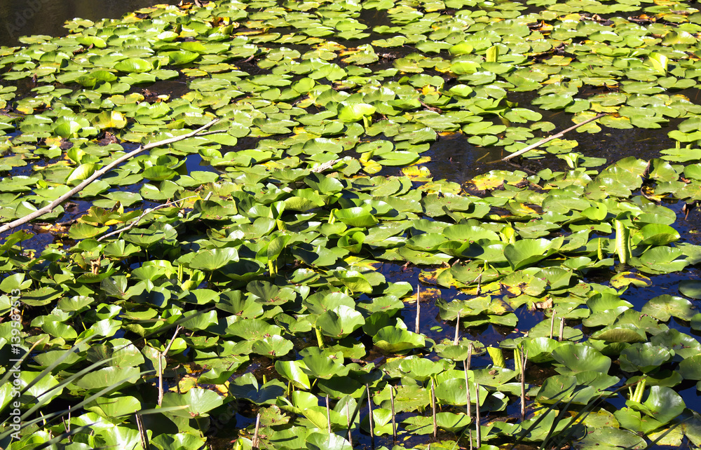 Close up view of water lilies (Nymphaea) at Acarlar floodplain forest. Located in Sakarya Province, northwestern Turkey. It is a genus of hardy and tender aquatic plants in the family Nymphaeaceae. Close up view of water lilies (Nymphaea) at Acarlar floodplain forest. Located in Sakarya Province, northwestern Turkey. It is a genus of hardy and tender aquatic plants in the family Nymphaeaceae.