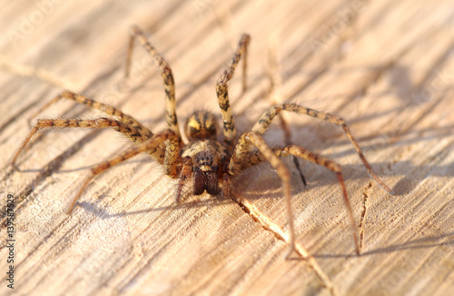 Spider on Wood surface