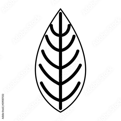 leafs plant natural icon vector illustration design