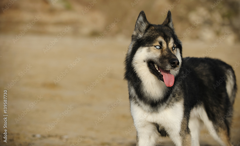 Siberian Husky dog standing on beach Siberian Husky dog standing on beach